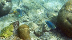 Parrotfish & Spanish Hogfish